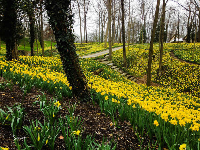 Parks_Spring_Daffodils_Many_Trees_528433_1365x1024 (900x725, 396Kb)