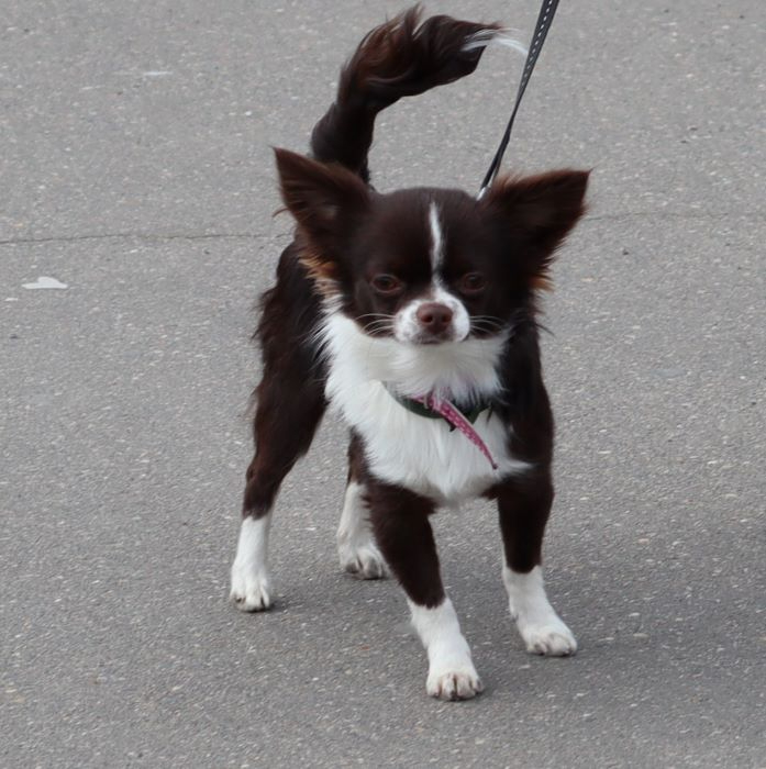 IMG_5642 (2) (697x700, 209Kb)