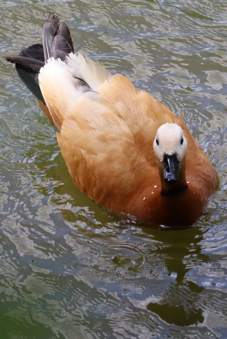 IMG_5848 (2) (468x700, 227Kb)