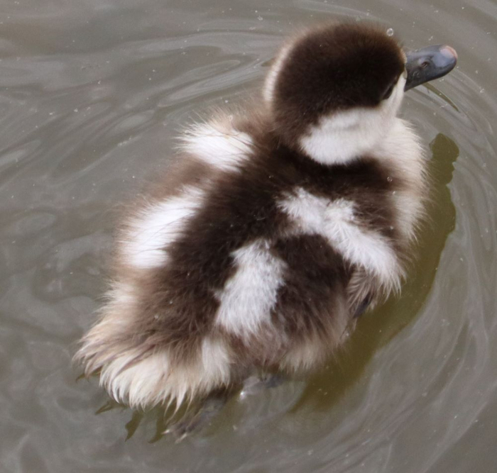 IMG_5892 (2) (700x667, 297Kb)