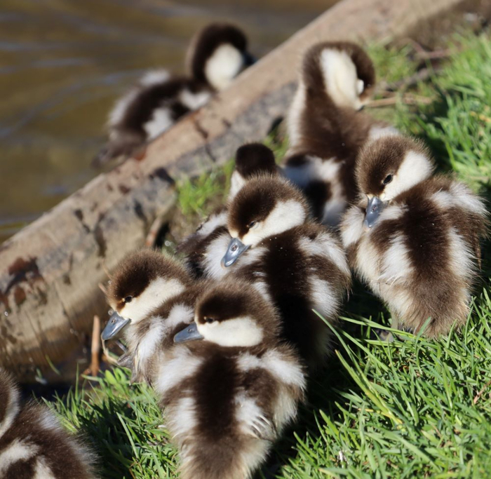 IMG_6188 (2) (700x683, 469Kb)