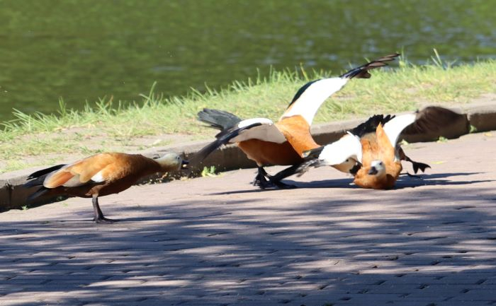 IMG_6213 (2) (700x433, 204Kb)