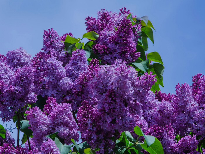 Lilac_Violet_524376_1600x1200 (700x525, 539Kb)