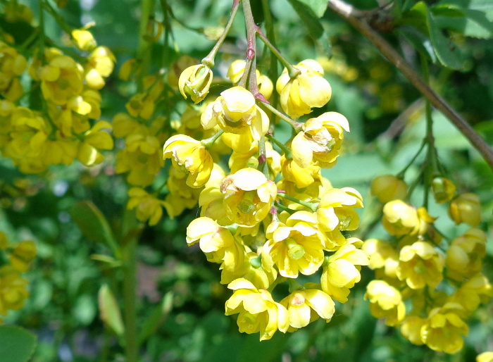DSC02084 (700x514, 401Kb)