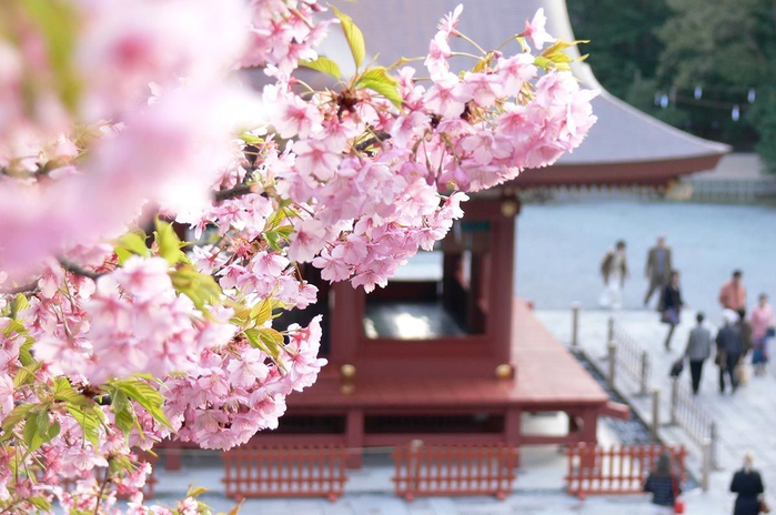 34-cherry-blossom-festival-japan-tsurugaoka-hachimangu-shrine (700x464, 355Kb)