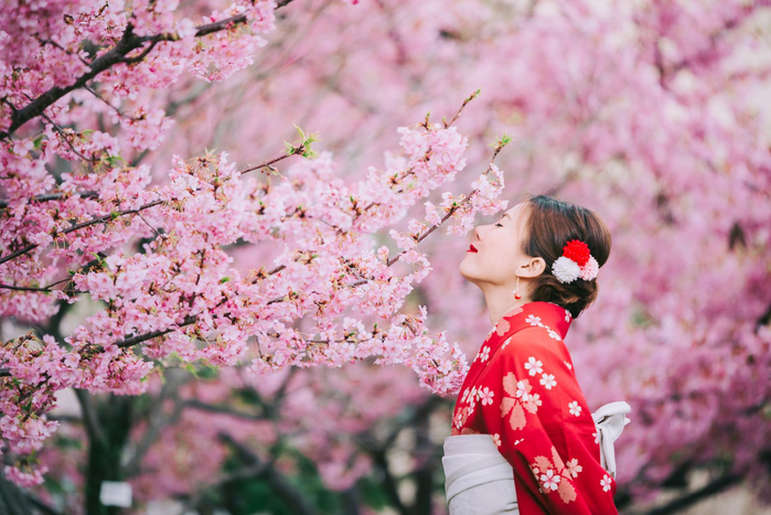 asian-woman-wearing-kimono-cherry-blossomssakura-1347958610 (700x467, 416Kb)