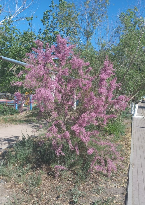 20210530_232603 (497x700, 216Kb)