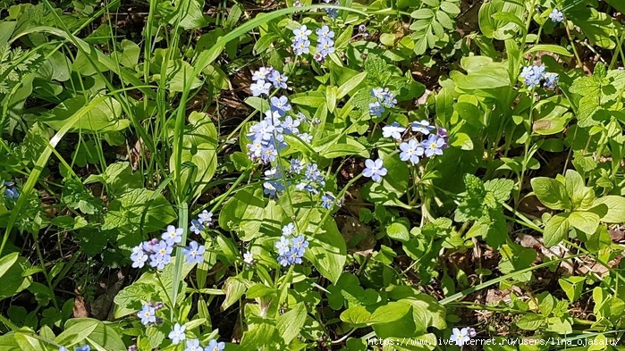 2714816_20210530_153452 (700x393, 356Kb)