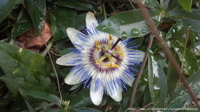 DSC03517 (700x393, 226Kb)