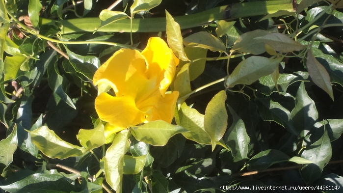 DSC04387 (700x393, 227Kb)