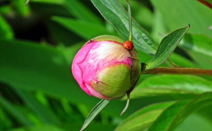 peony-4238539_960_720 (900x633, 62Kb)