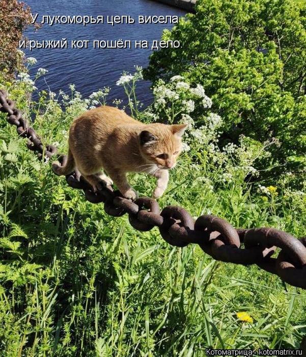 4743317_kotomatritsa_o (601x700, 138Kb)