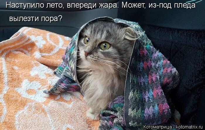 4743317_kotomatritsa_LX (700x444, 82Kb)