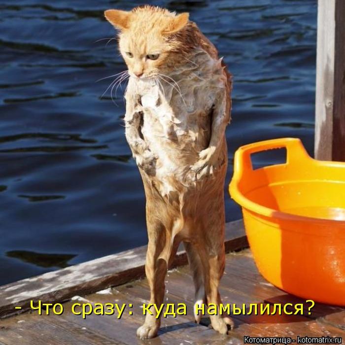 4743317_kotomatritsa_d (700x700, 65Kb)