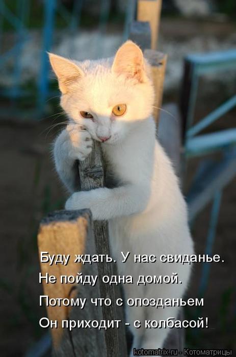 4743317_kotomatritsa_y (463x700, 38Kb)