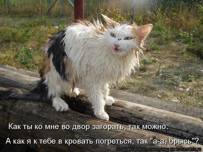 4743317_kotomatritsa_W (700x524, 78Kb)