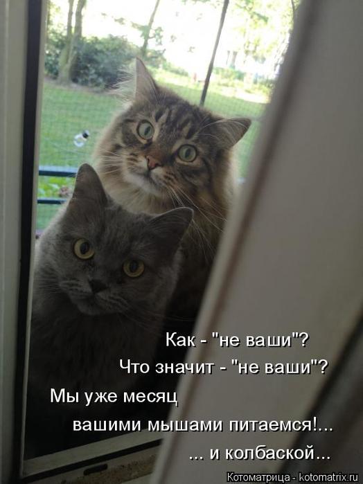 4743317_kotomatritsa_D_jpg1 (524x700, 41Kb)
