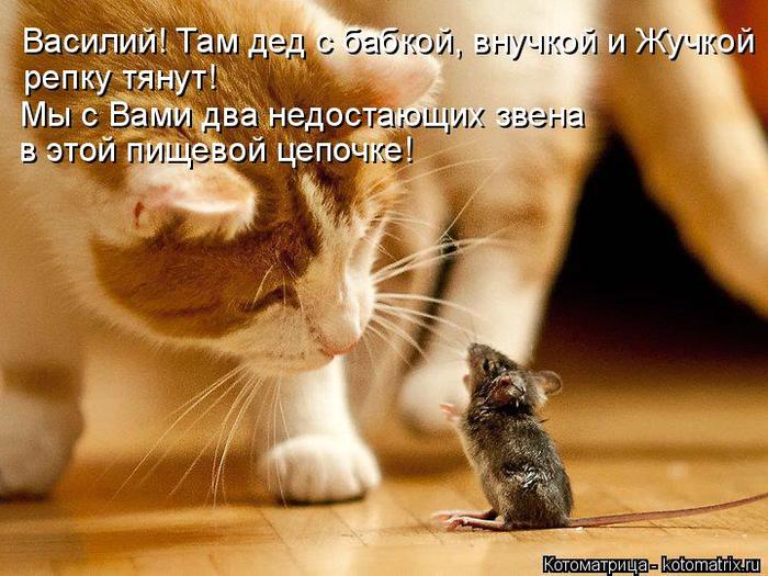 4743317_kotomatritsa_C (700x525, 68Kb)