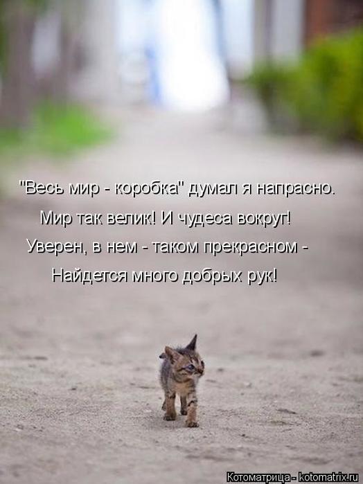 4743317_kotomatritsa_v (524x700, 39Kb)