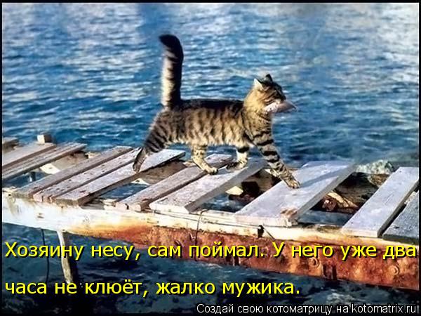 4743317_kotomatritsa_8p (600x450, 66Kb)