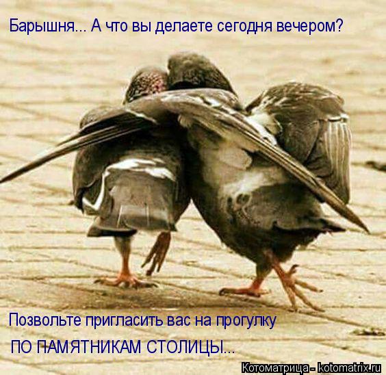 4743317_kotomatritsa_w (564x548, 61Kb)
