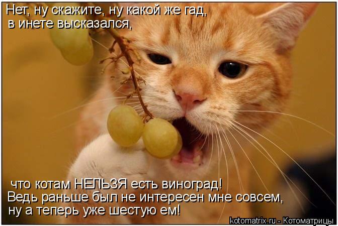 4743317_kotomatritsa_d (672x450, 54Kb)
