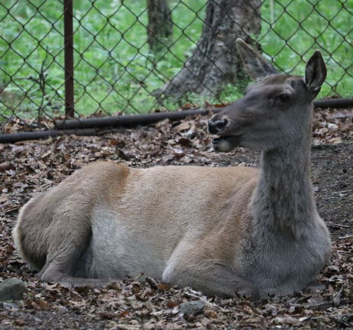 IMG_7472 (2) (700x654, 324Kb)