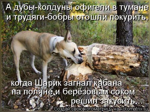 4743317_kotomatritsa_y (500x375, 63Kb)