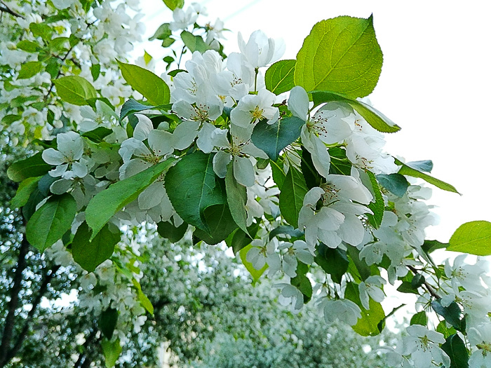 Яблоня восторг фото