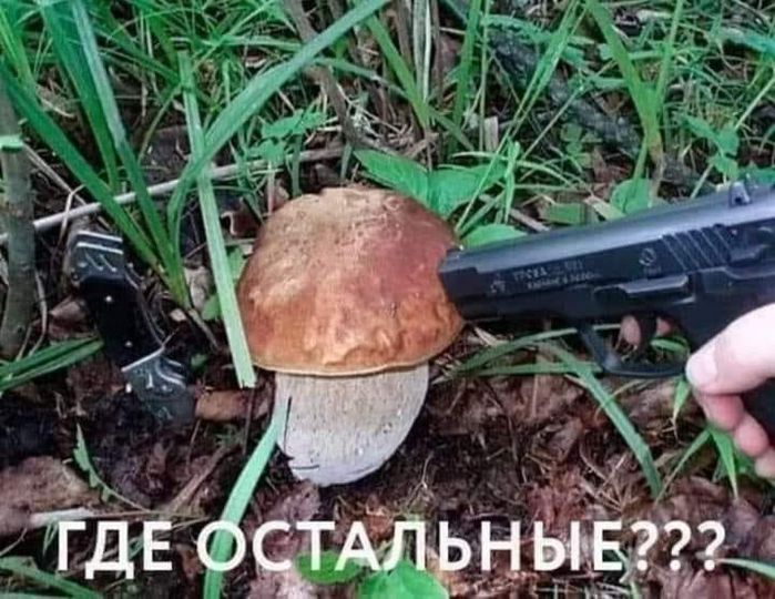 Юмор Про Грибы Картинки