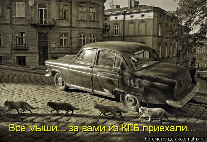 4743317_kotomatritsa_p (700x479, 80Kb)