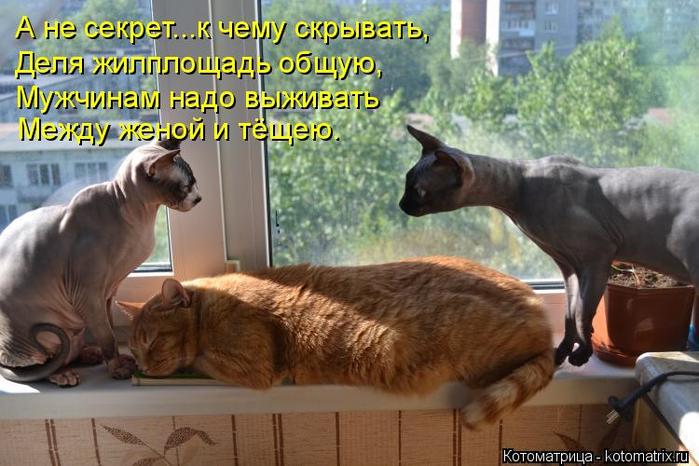4743317_kotomatritsa__ (700x466, 61Kb)