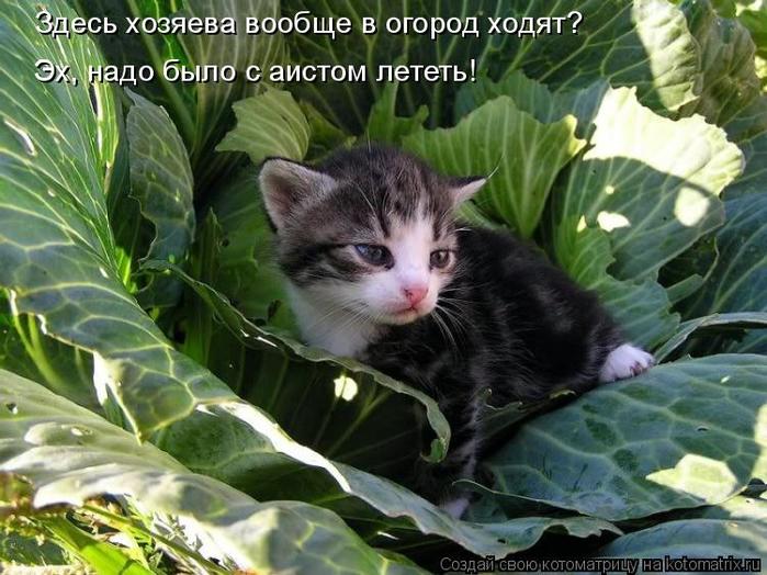 4743317_kotomatritsa_e (700x524, 72Kb)