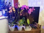  IMG_20210307_210801 (700x525, 429Kb)