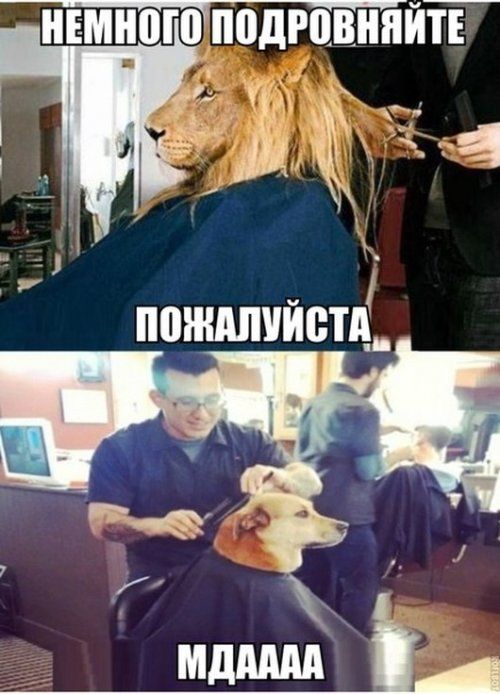 5402287_Kartinkisumoromsmeshnayapodborka28foto20 (500x694, 60Kb)