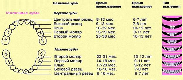 Зубной название. Название зубов. Расположение и название зубов. Название зубов у человека. Названия и номера зубов.