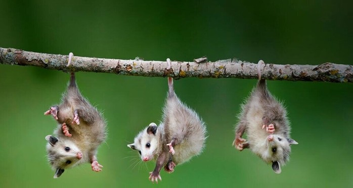 4743317_i_jpg3 (700x373, 46Kb)