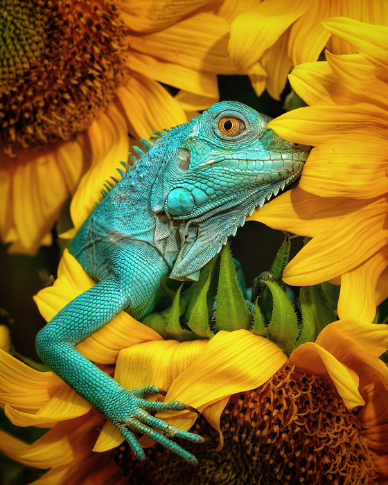 image781278_c0a7809f7f7def47d91d025d5509acc3 (560x700, 501Kb)