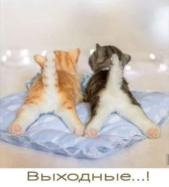 4743317_image20190804 (543x600, 30Kb)