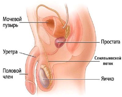 5774028_prosta1 (400x318, 21Kb)