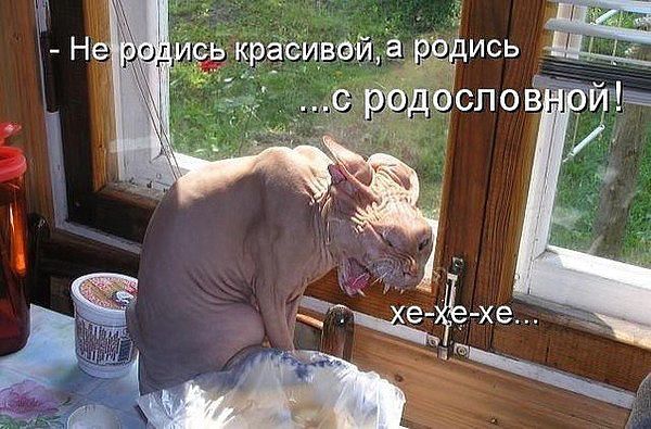 4743317_rodoslovnost (600x395, 66Kb)