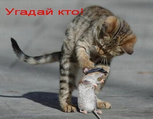 4743317_kto (600x466, 42Kb)