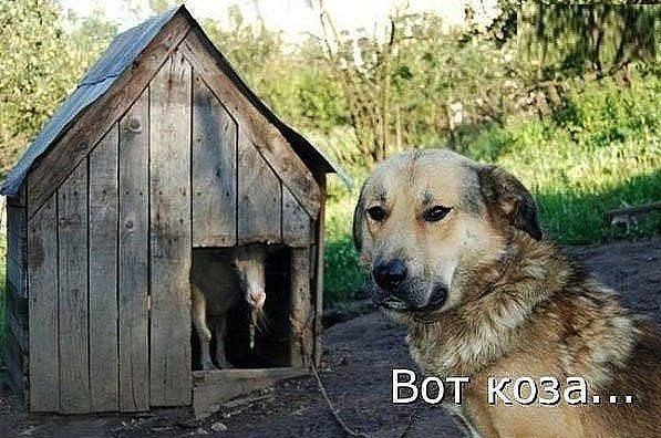 4743317_koza (597x396, 66Kb)