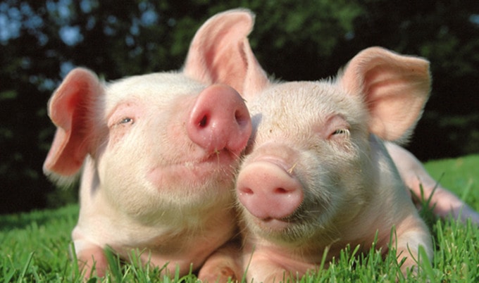 VegNews.Piglets1 (680x402, 57Kb)