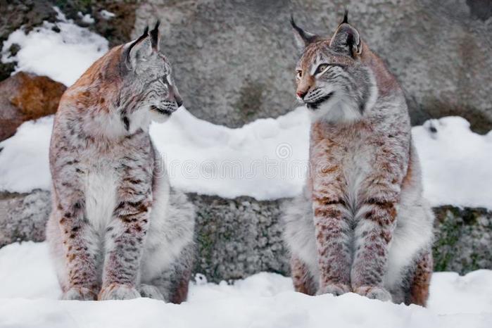 two-lynxes-snow-winter-friendly-couple-slender-beautiful-animals-very-similar-to-each-other-look-137580534 (700x466, 50Kb)