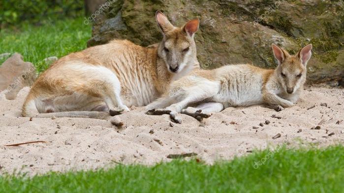 depositphotos_12499682-stock-photo-two-kangaroos-resting (700x393, 55Kb)