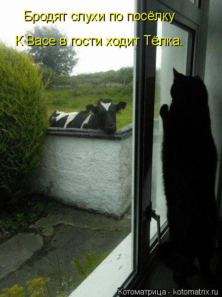 kotomatritsa_9w (449x600, 158Kb)