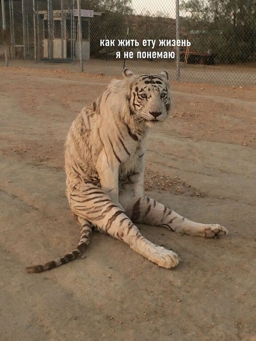 4743317_i_jpg54 (525x700, 101Kb)