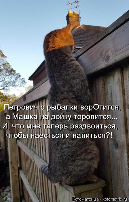 4743317_kotomatritsa_Np (448x700, 52Kb)