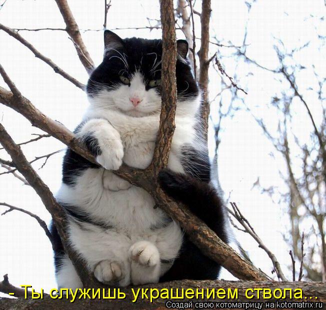 4743317_kotomatritsa_7 (652x620, 73Kb)